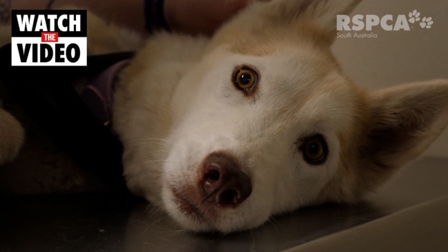 Starved husky saved by RSPCA