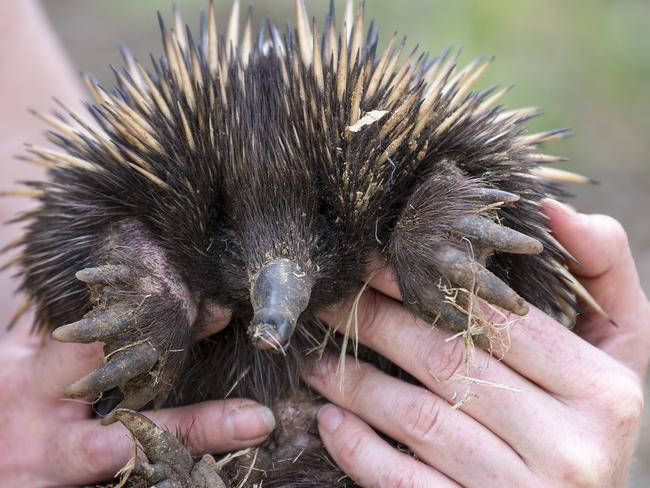 Mish Simpson from Southern Koala Rescue with Squeak an Echidna that is recovering from being hit by a car and Harry the Koala at their Onkaparinga Hills property where they are building a new Koala Rehabilitation Centre . They hope to have it completed by Christmas .Sunday November,14,2021.Picture Mark Brake