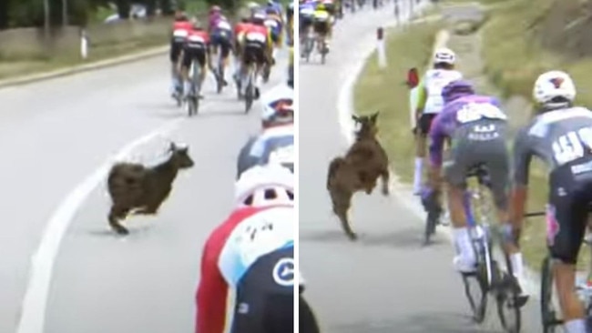 A goat ran onto the track during the Giro D'Italia.