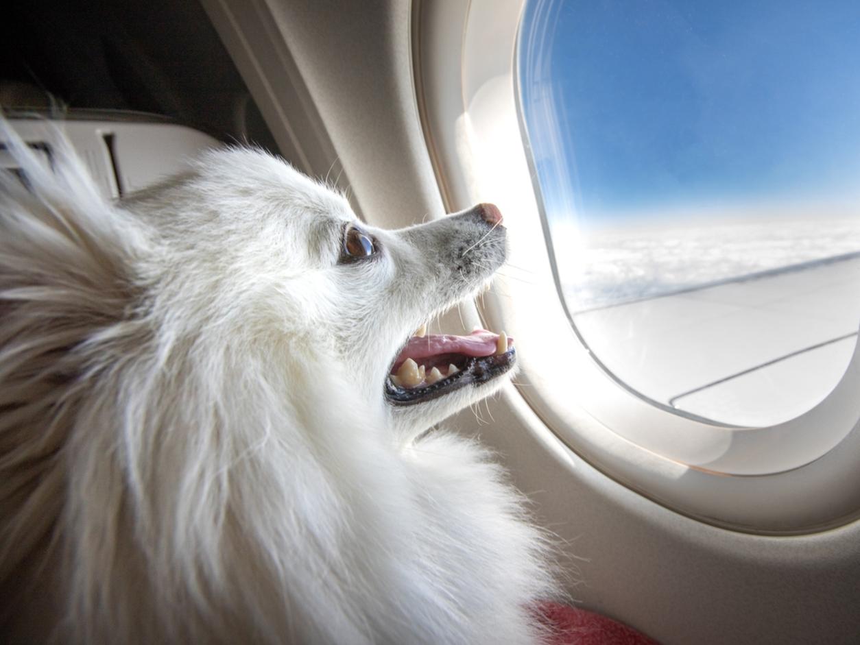 Taking a dog hot sale on a plane