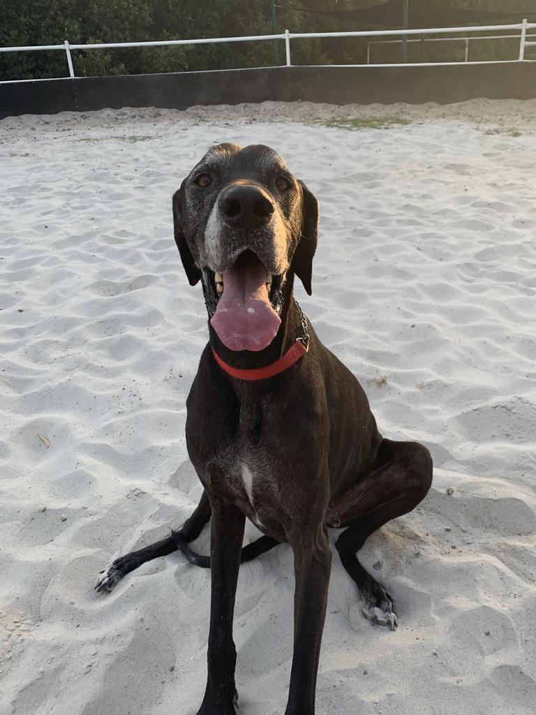 Sabre the Great Dane in the round yard at pony club. Picture: Bella Davidson