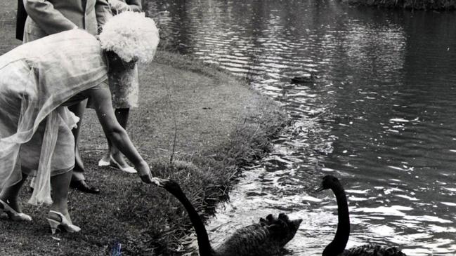 The British Royal Family have a long history with swans — Queen Elizabeth, the Queen Mother is pictured feeding the swans.