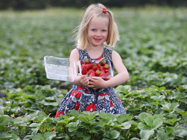 Strawberries, nice and sweet but also good for you. Picture: Peter Ristevski