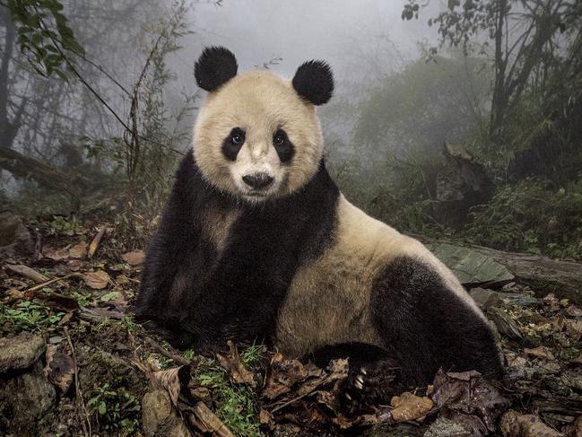 Ye Ye, a 16-year-old giant panda, lounges in a wild enclosure at a conservation center in China’s Wolong Nature Reserve ... This photo was originally published in 