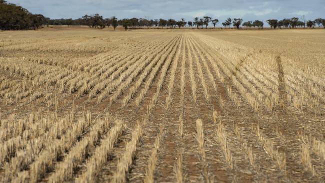 Dry conditions still dog crop regions in some regions in Victoria. Picture: Zoe Phillips