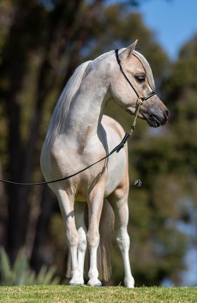 A photo taken by Mr Coomber of an SH stallion named, owned by Kerrily Worden. Photo: Balakay Photoz Equine Photography