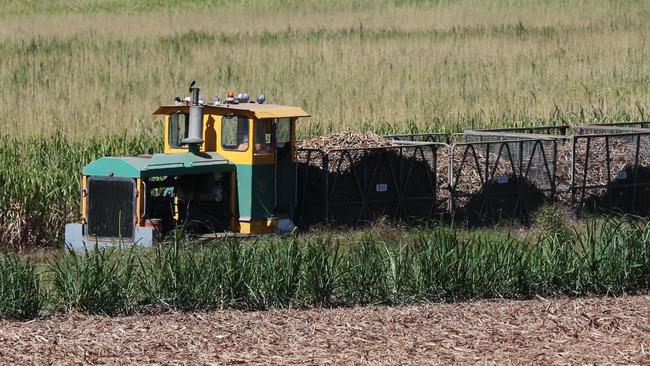 Sugar cane farmers are probably not happy with sugar free cakes though. Picture: Brendan Radke.