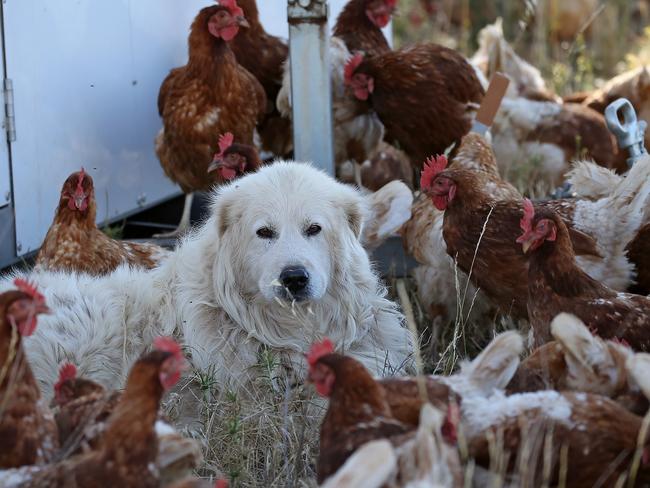 Blessed with incredibly keen eyesight and excellent hearing, predator don’t get near the chickens when Ropey and Big Dog are nearby.