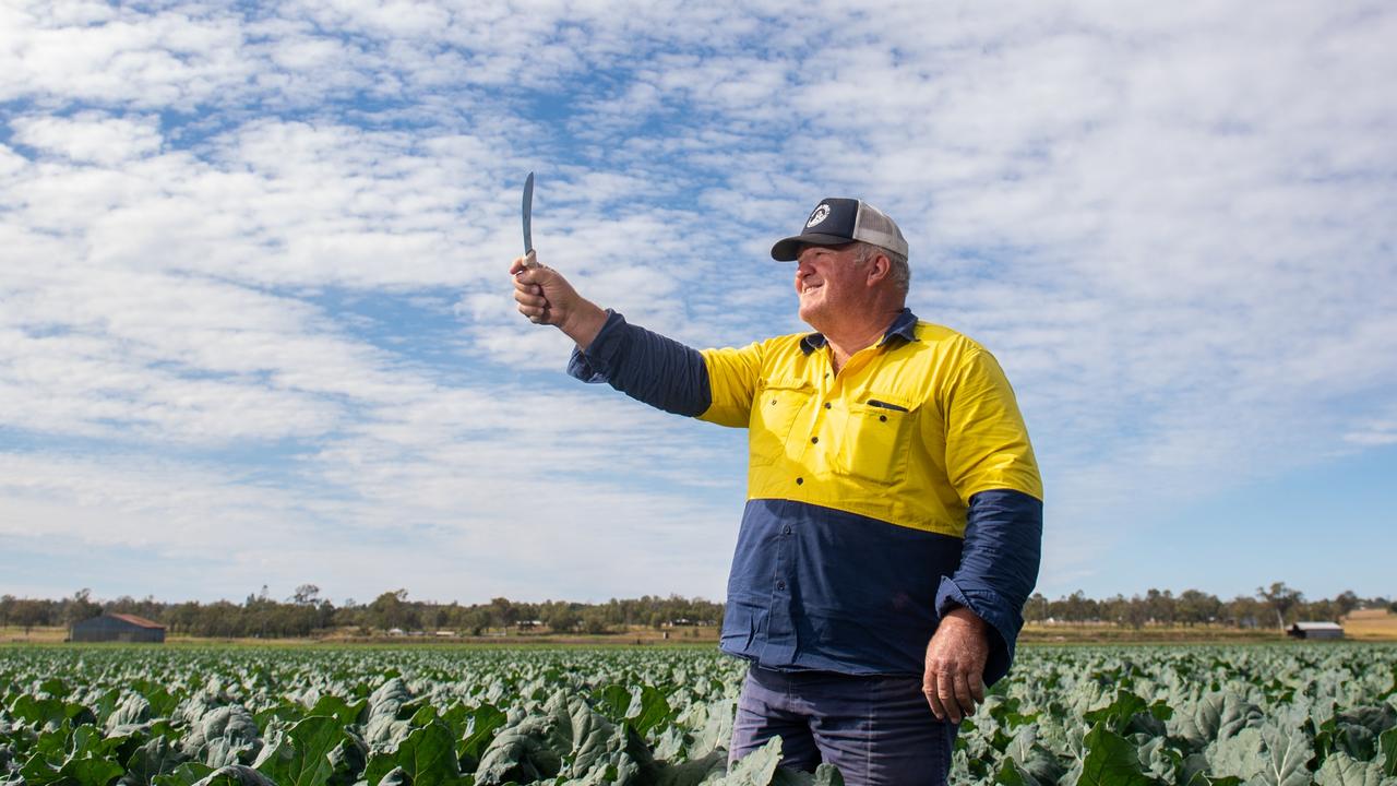 Lockyer Valley growers in desperate need of harvest workers The Chronicle