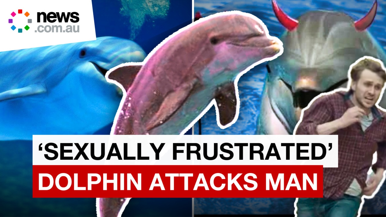 Disturbing video of sex-crazed dolphin attack