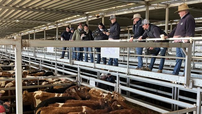 Some of the cattle on offer at Wodonga store cattle sale.