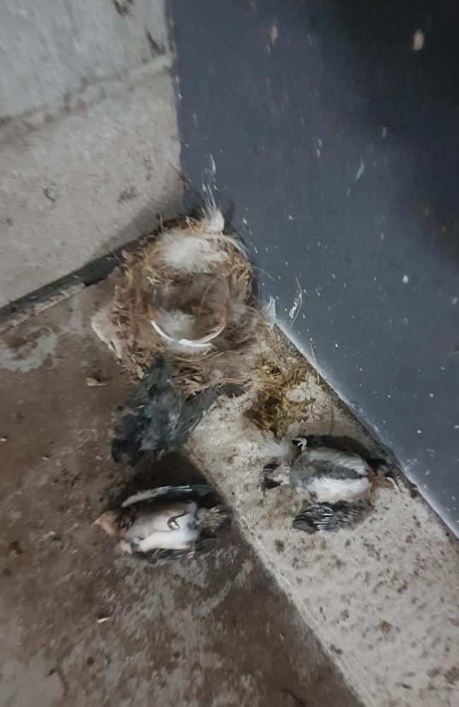 Dead swallow chicks at Horizon @ Wellington Point shopping centre. Picture: Supplied