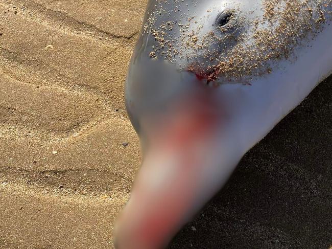 A dead baby dolphin was found on a beach in Point Vernon, on the Fraser Coast, with its cause of death causing much debate online. Picture: Facebook