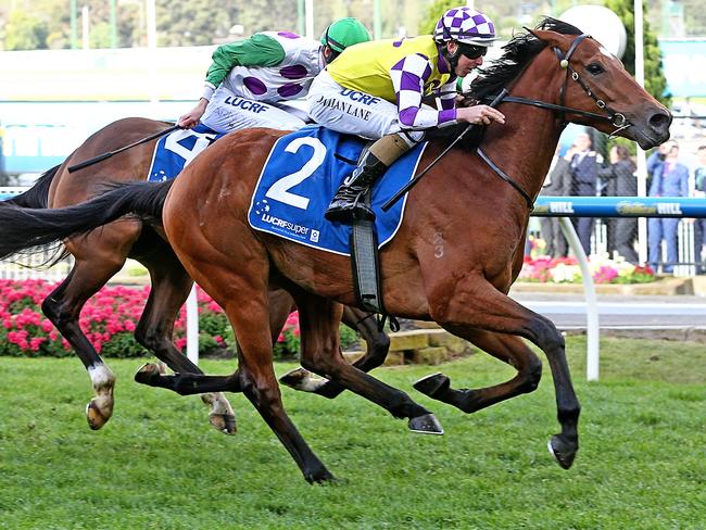 Sacred Elixir has shortened into outright favourite for the Victoria Derby after his authoritative victory at the Valley. Picture: Tim Carrafa