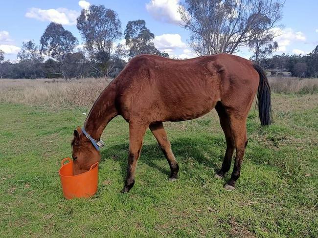 Tigger the horse came to L &amp; B Rescue and Rehoming from Oakey and has made a big recovery (Photo: Brittney Dugdale)