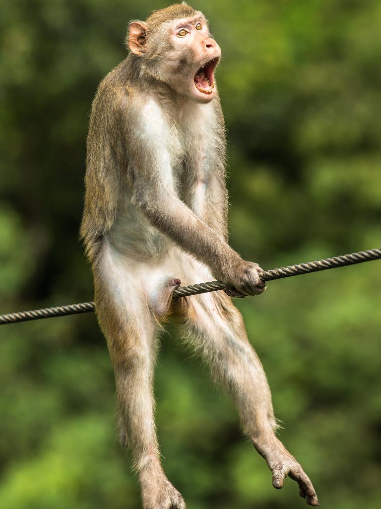 The Comedy Wildlife Photography Awards 2021 Ken Jensen Burnley United Kingdom Title: Ouch! Description: A golden silk monkey in Yunnan China - this is actually a show of aggression however in the position that the monkey is in it looks quite painful! Animal: Golden Silk Monkey Location of shot: Yunnan China