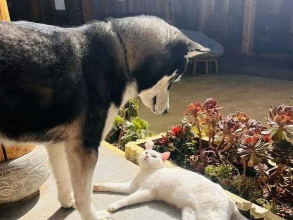 The husky loves to play with his cat friend during down time.