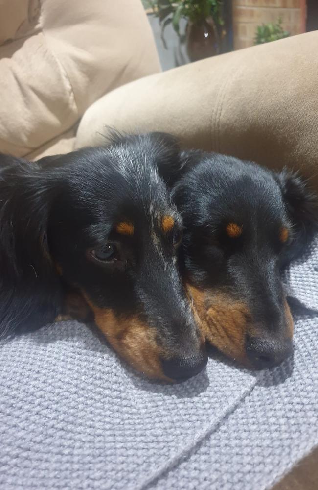 Sisters Maple and Olive: Kate Heselwood's 1 and 2 year old Dachshund