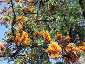 The tree quite literally drips poisonous nectar. Picture: Supplied