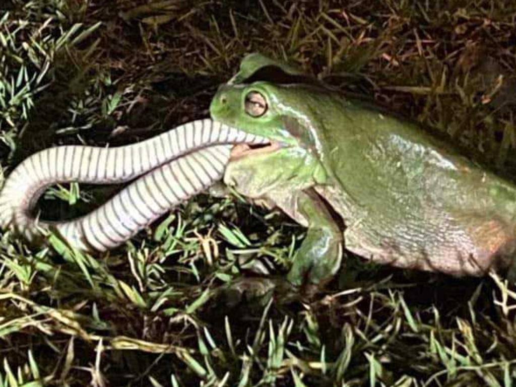 It took about 30 minutes for the frog to swallow it’s meal. Picture: Melissa MacPherson