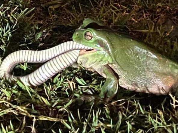 It took about 30 minutes for the frog to swallow it’s meal. Picture: Melissa MacPherson