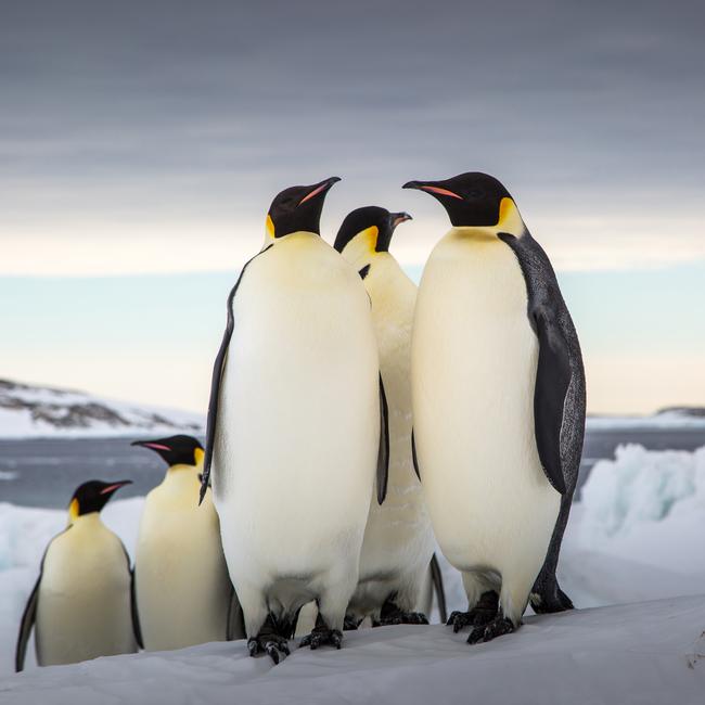 Emperor penguins near Mawson research station 2018. Picture: JUSTIN CHAMBERS/AUSTRALIAN ANTARCTIC DIVISION