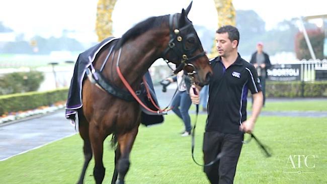 Racehorse Winx looking for her 11 consecutive win