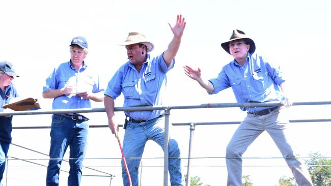 Kerr & Co Hamilton spring cattle sale Photo: JAMIE-LEE OLDFIELD