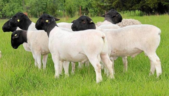 CHOMP, CHOMP, GONE: The dorper sheep is immune to fireweed and will polish off the yellow peril with gusto.