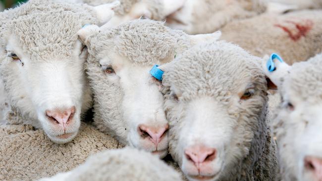 A recent survey shows producers are confident in the sheepmeat and wool industry heading into 2021. Picture: Chloe Smith.