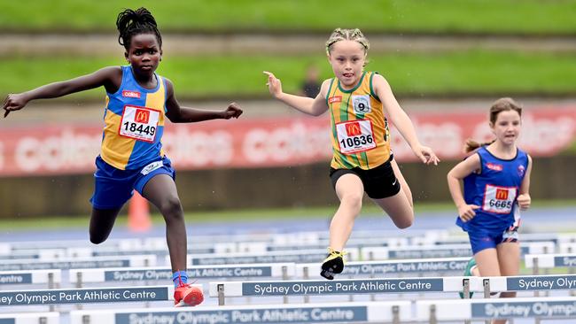 The competition in the U 9 Girls Hurdles at the NSW Little Athletics State Championships at the Athletics Centre at Sydney Olympic Park. Pic: Jeremy Piper