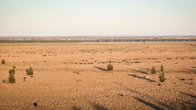 Moolan Downs in Queensland.