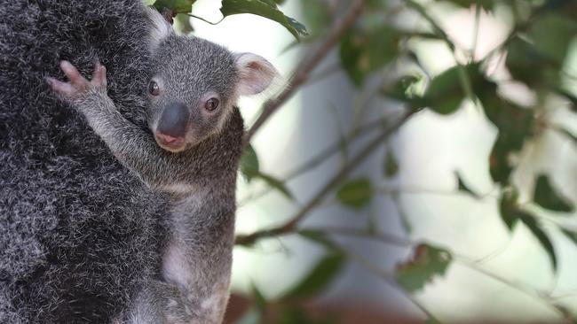 4-year-old Waffle the koala with her 5-month-old unnamed joey at Lone Pine Koala Sanctuary. Pics Tara Croser.