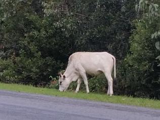 Cow on the loose in Upper Coomera 