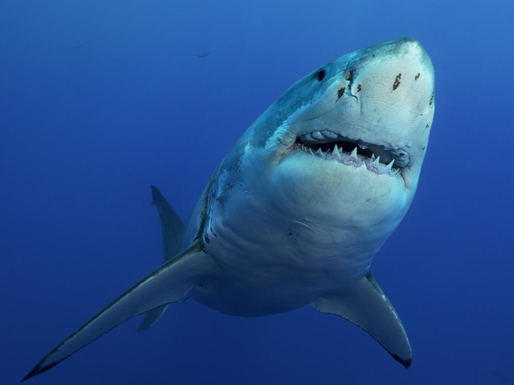 A great white shark seen at Guadalupe Island, Mexico.