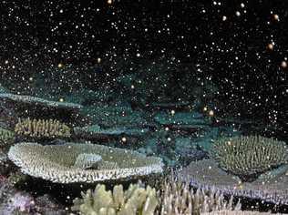 Moore Reef coral spawning. Picture: Biopixel