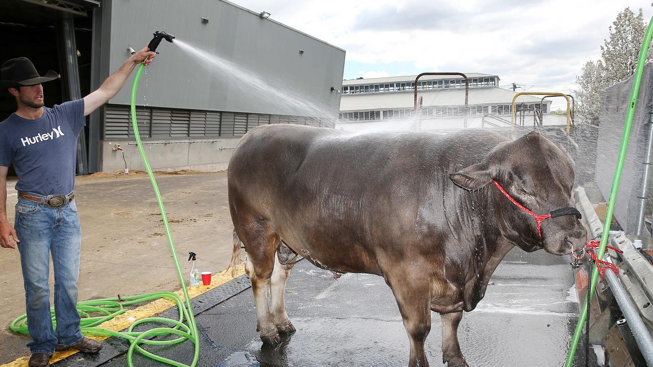 Action from the Royal Melbourne Show. Picture: Yuri Kouzmin