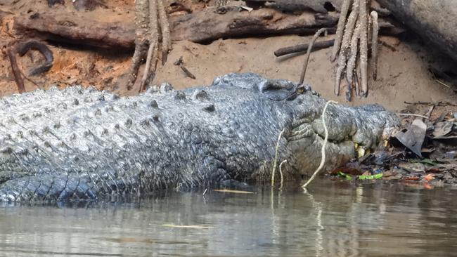 Lumpy the crocodile, spotted up a tributary of the Daintree River. Picture: Penny Hunter