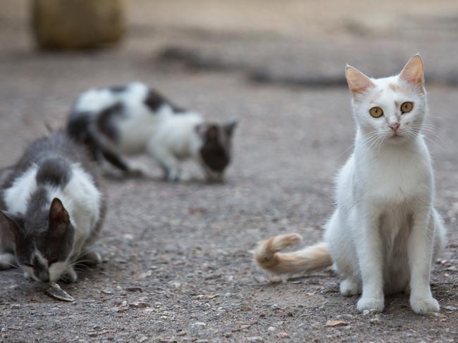 White stray cat on the streets of the city