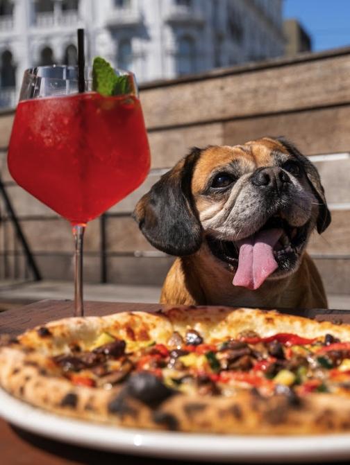 What a pawfect excuse for an afternoon in the sun.