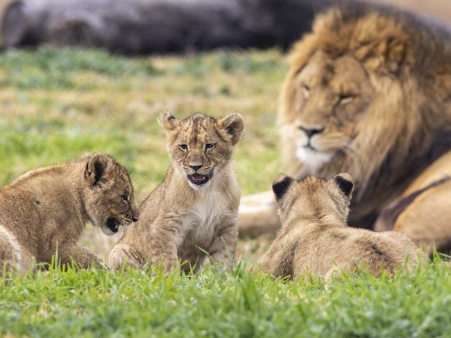 Ato with three of the four cubs who left the enclosure, sparking a ‘code one’. Picture: Rick Stevens