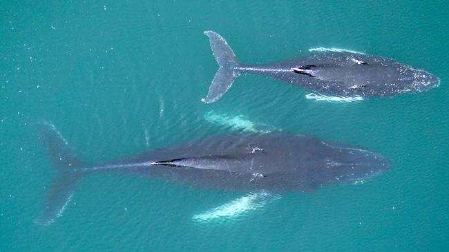 Humpback whales.