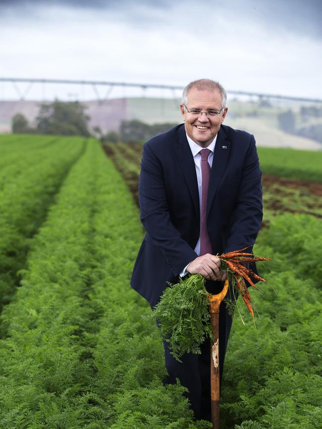 Prime Minister Scott Morrison in a field of carrots in Braddon at Forth, Tasmania. PICTURE CHRIS KIDD