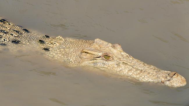 The Adelaide River’s extremely rare white saltwater crocodile Pearl is a big hit with tourists.  Picture: Che Chorley