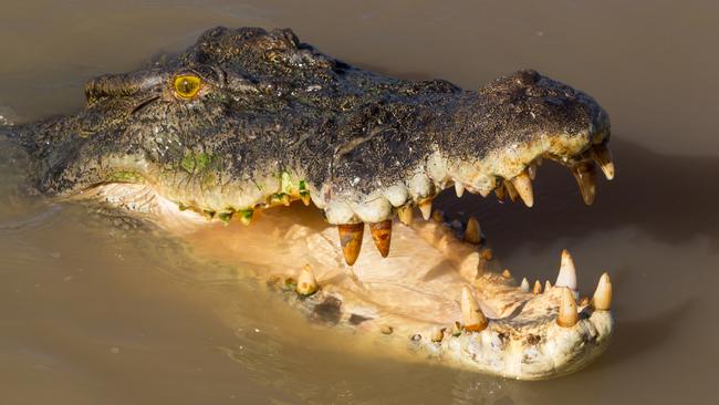 A man was killed by a crocodile at Cahills Crossing.