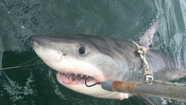 In a bid to keep swimmers safe, an extra 85 drumlines will be deployed along the NSW coast in designatedshark-attack hot spots.