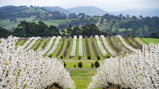 Cherry growers are nervous about the upcoming U-Pick season. Picture: Zoe Phillips