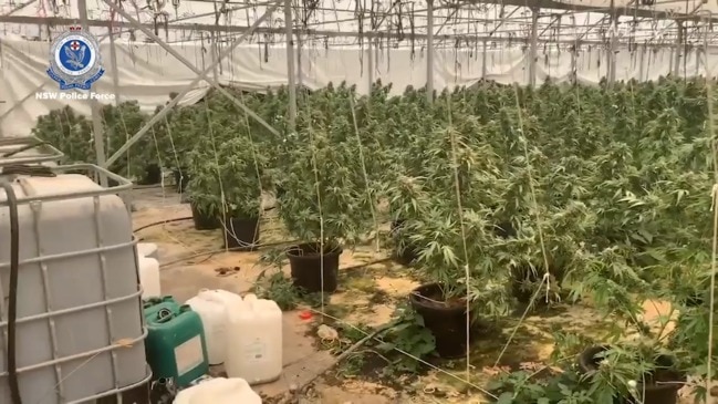 Cannabis plants worth $3 million seized near Coffs Harbour