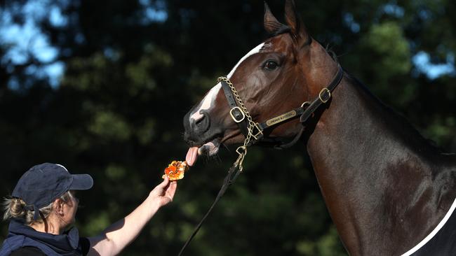 Trainer Wendy Roache has big spring plans for Nettoyer. Picture: Damian Shaw