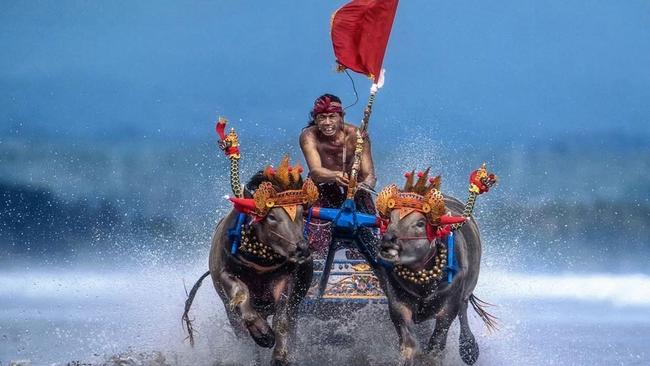 Ever fancied seeing a water buffalo race? The off season allows it. Picture via Instagram (@theseminyakbeachresort)
